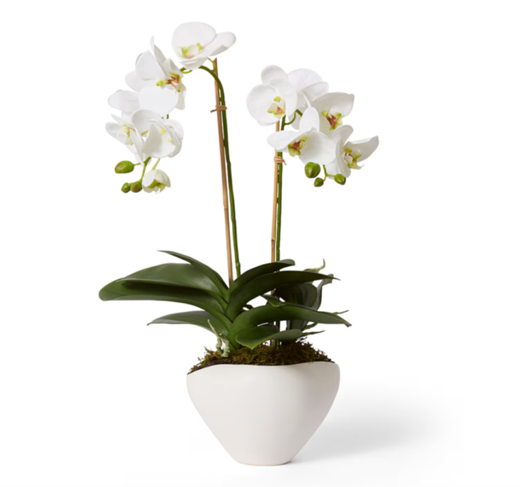 Phalaenopsis Luxe - Zelma Vase