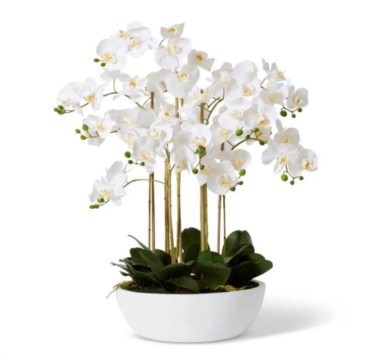 Phalaenopsis Curved Bowl