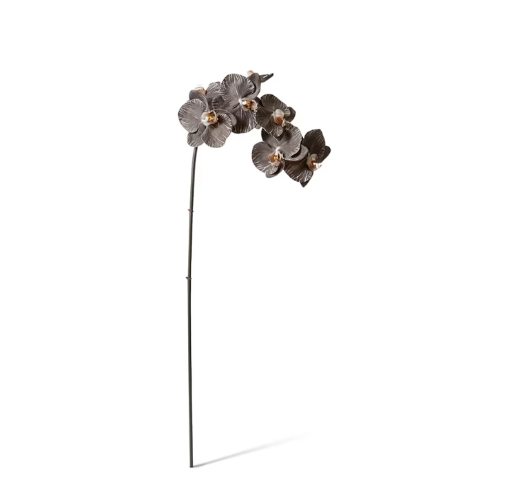 Phalaenopsis Orchid Stem Black