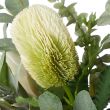 Australis Protea Eucalyptus Lg