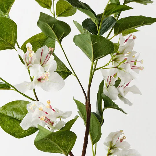 Bougainvillea Spray - FI10443WH