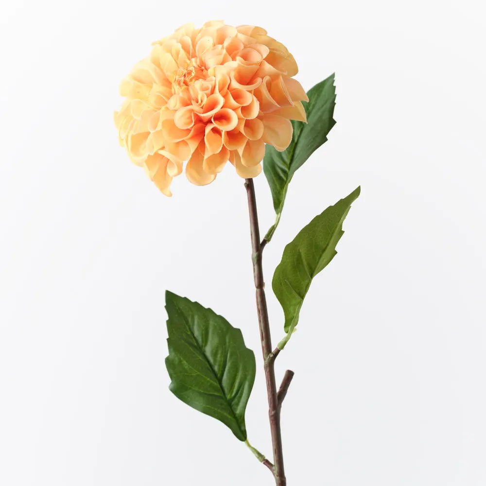 Dahlia Pompon Orange
