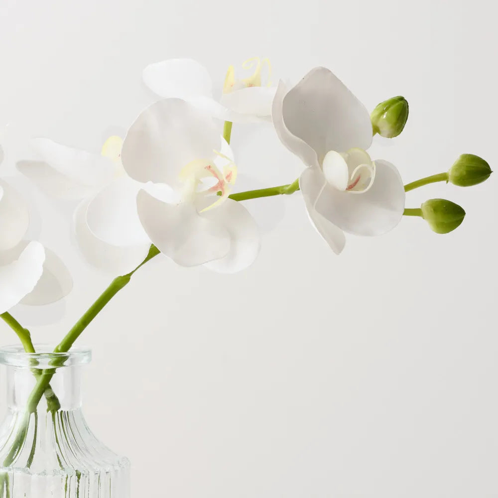 Mini Orchid Phalaenopsis in Vase