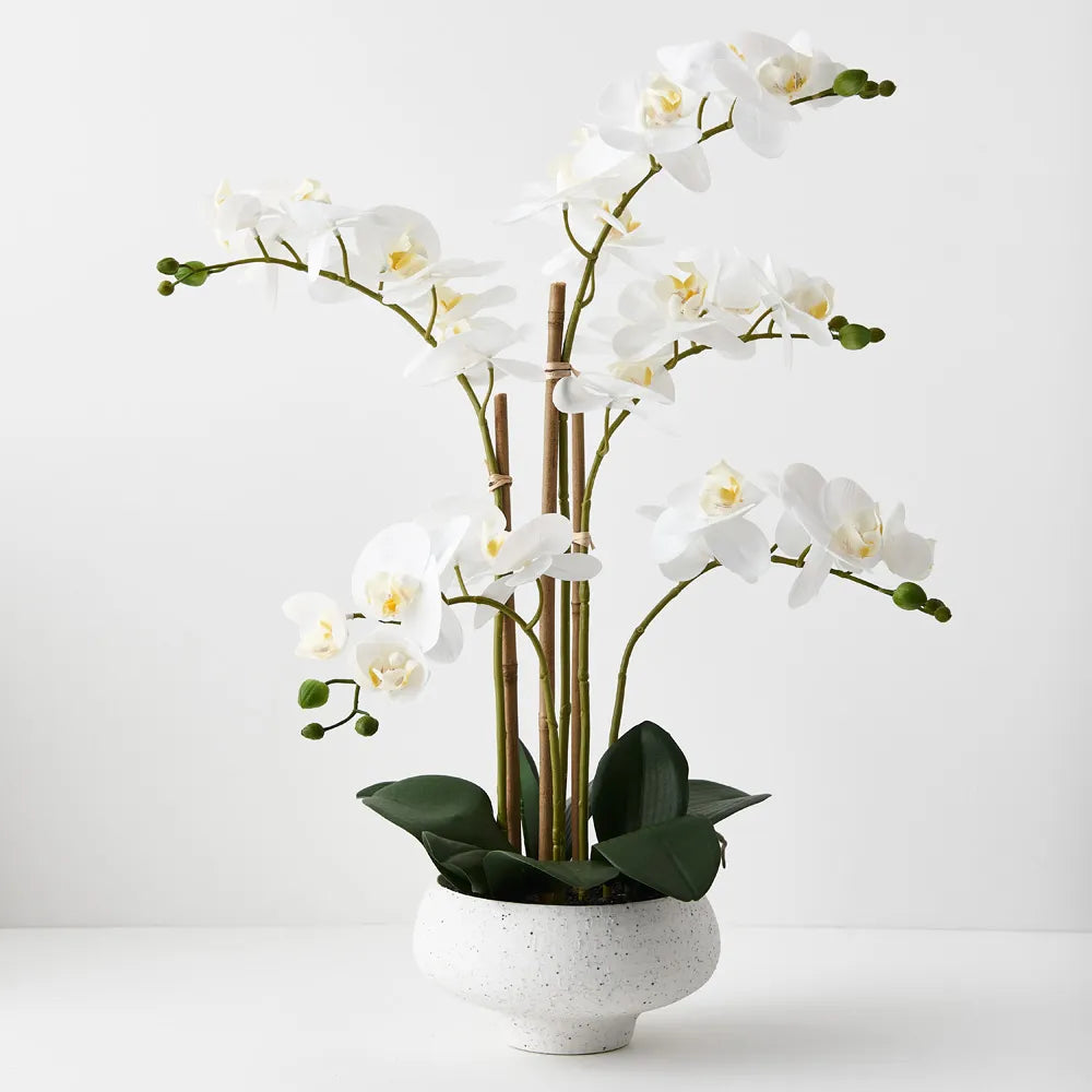 Phalaenopsis Orchid in Bowl