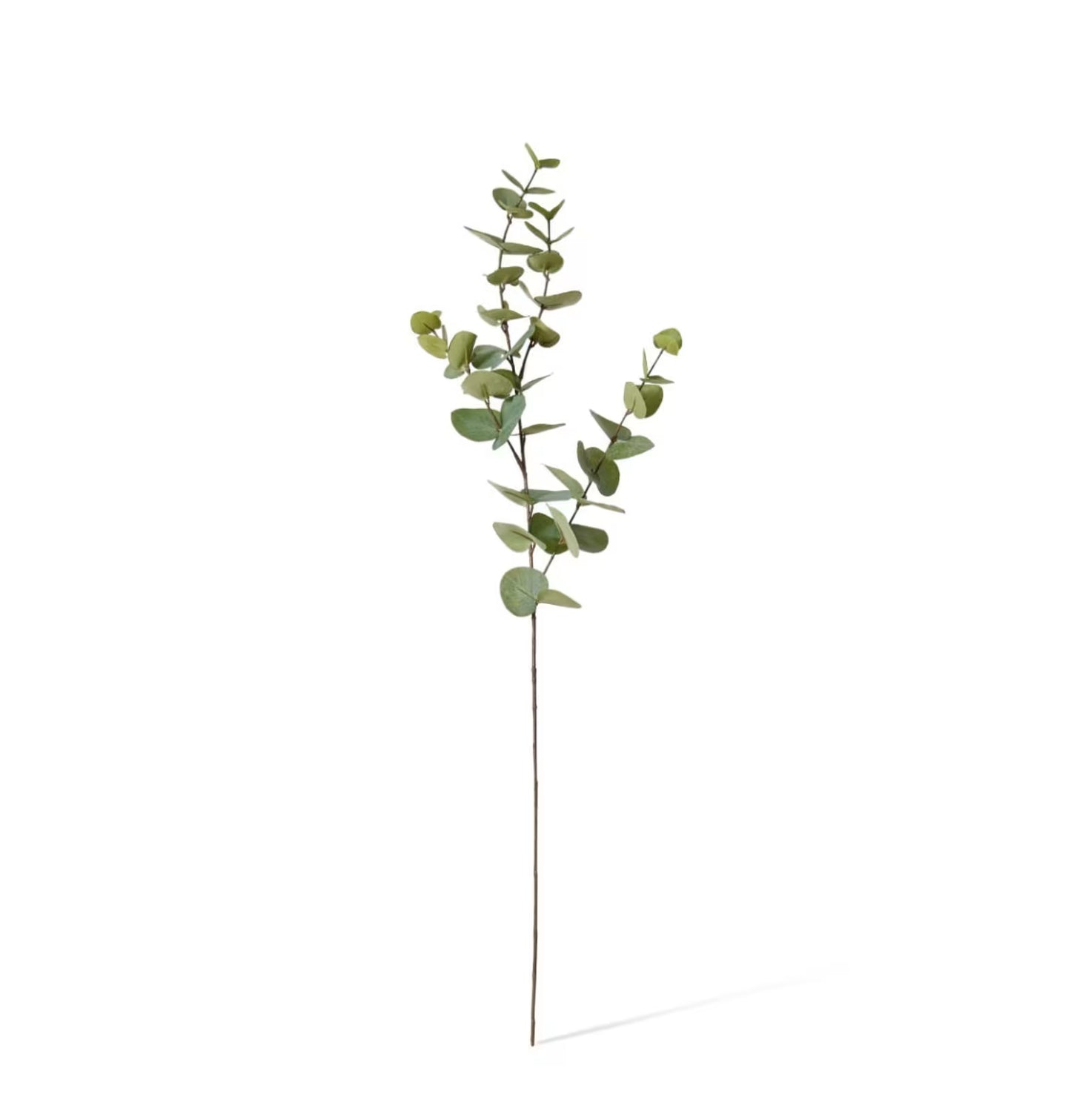 Eucalyptus Dollar Spray