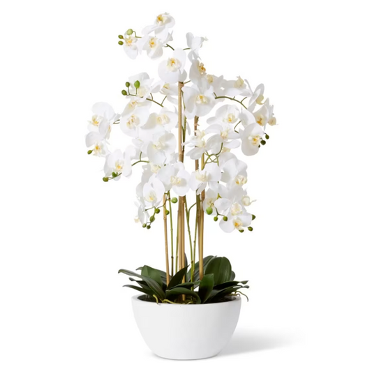 Phalaenopsis Curved Bowl - 50 x 50 x 70cm