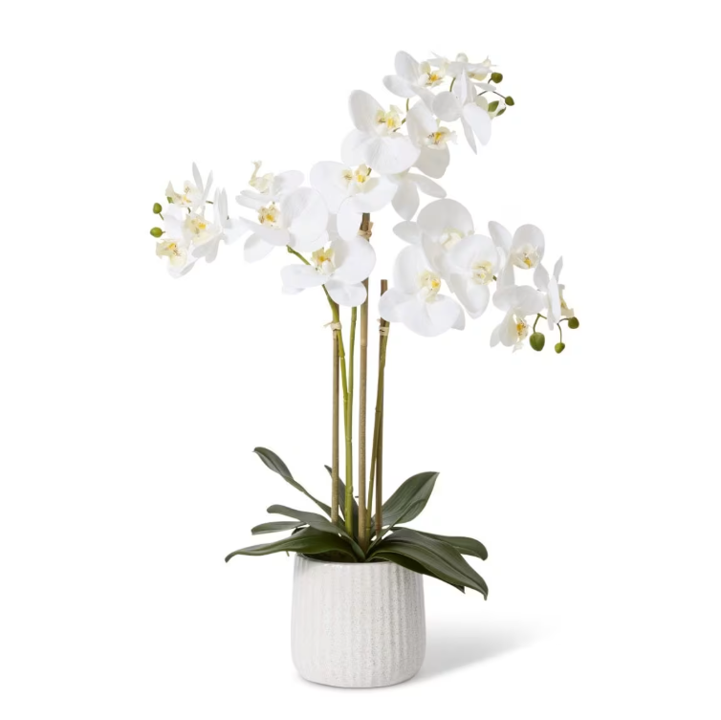 Phalaenopsis Ribbed Pot - 45 x 30 x 60cm