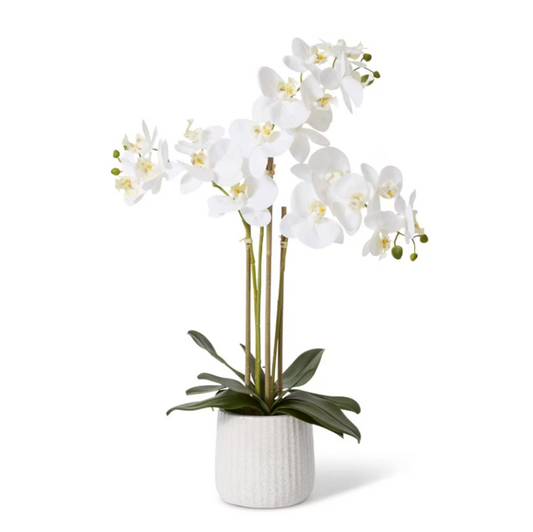 Phalaenopsis Ribbed Pot - 45 x 30 x 60cm