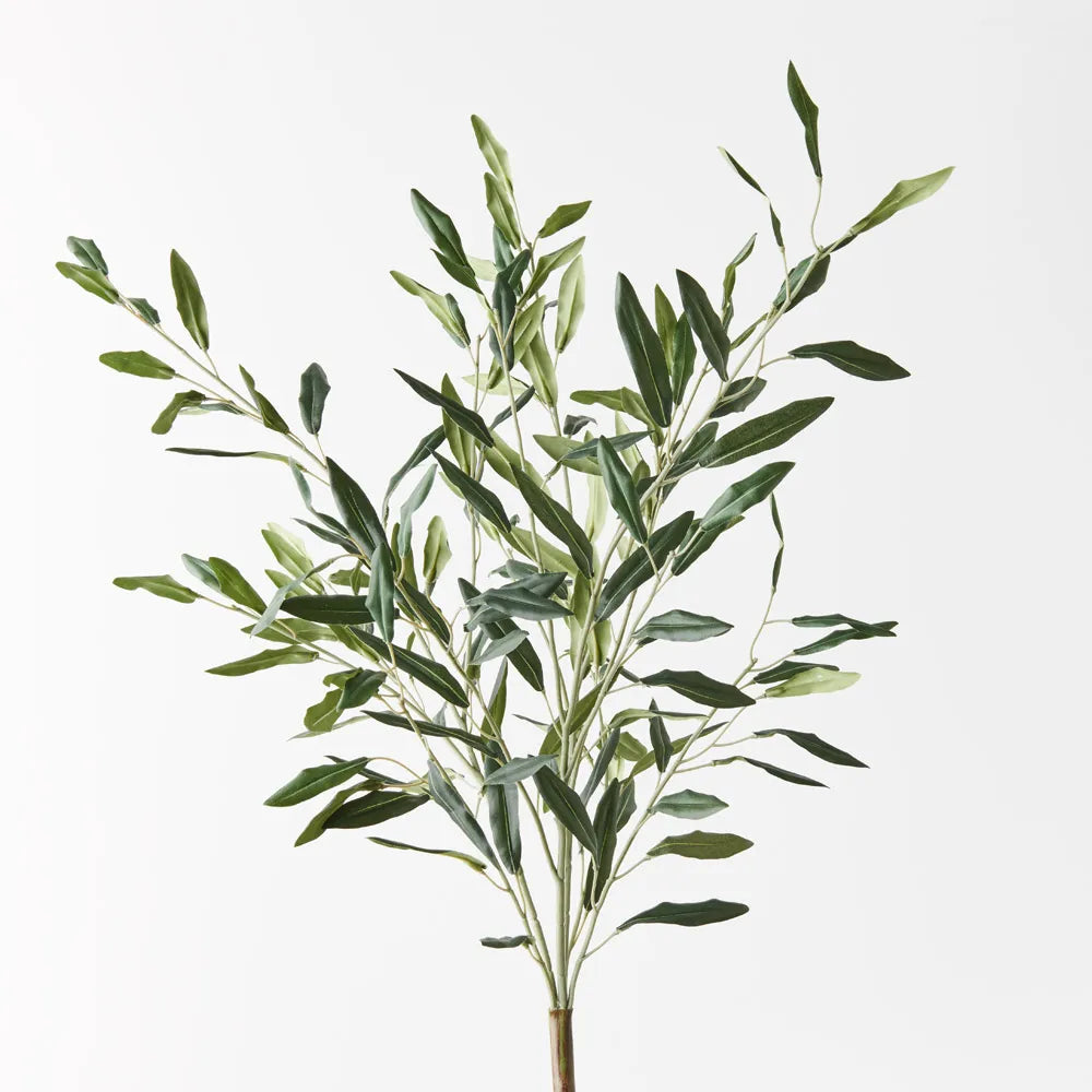 Olive Leaf Bush 58cm