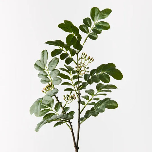 Cassia Seed Spray