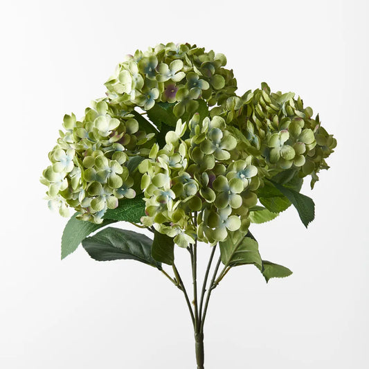 Hydrangea Bush Green