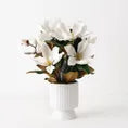 Magnolia Japanese Mix in Pot