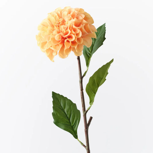 Dahlia Pompon Orange