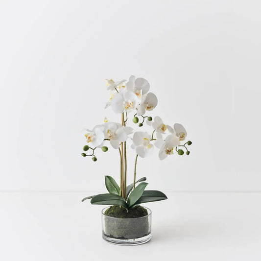 Orchid in Bowl