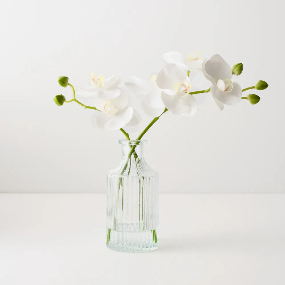 Mini Orchid Phalaenopsis in Vase