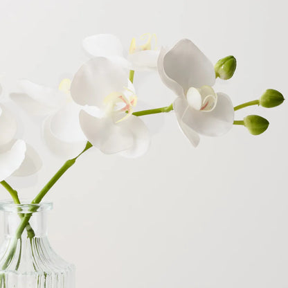 Mini Orchid Phalaenopsis in Vase