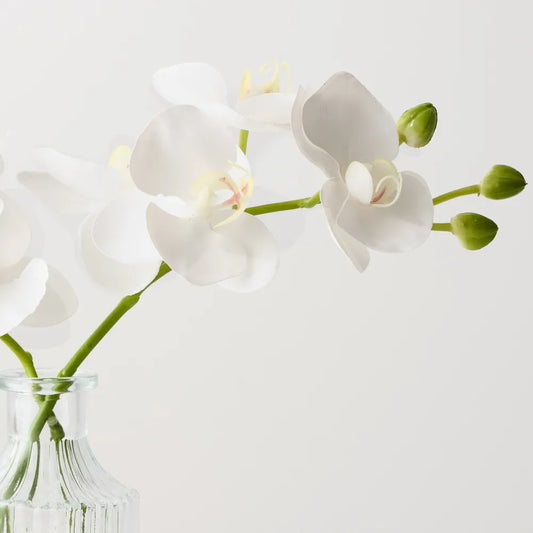 Mini Orchid Phalaenopsis in Vase