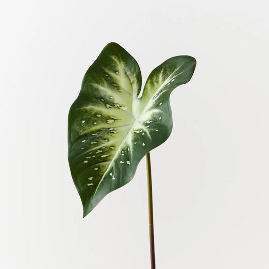 Calla Lily Leaf