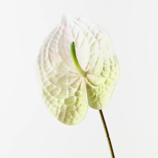 Anthurium Stem