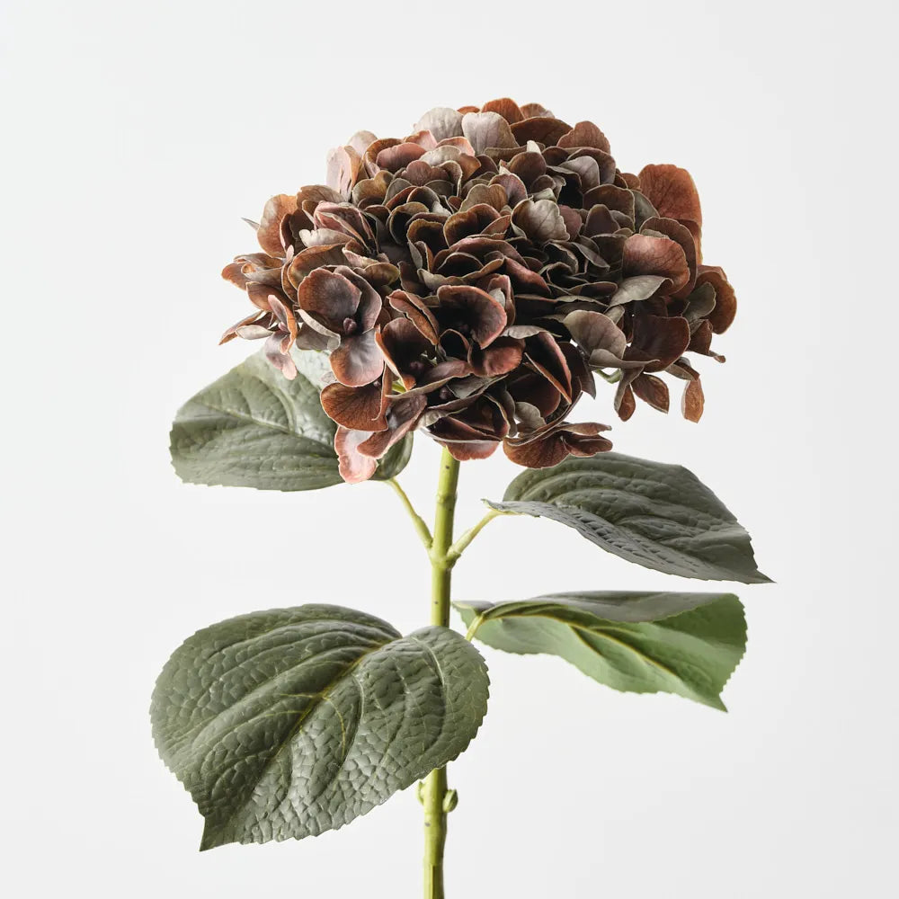 Hydrangea Chocolate Brown
