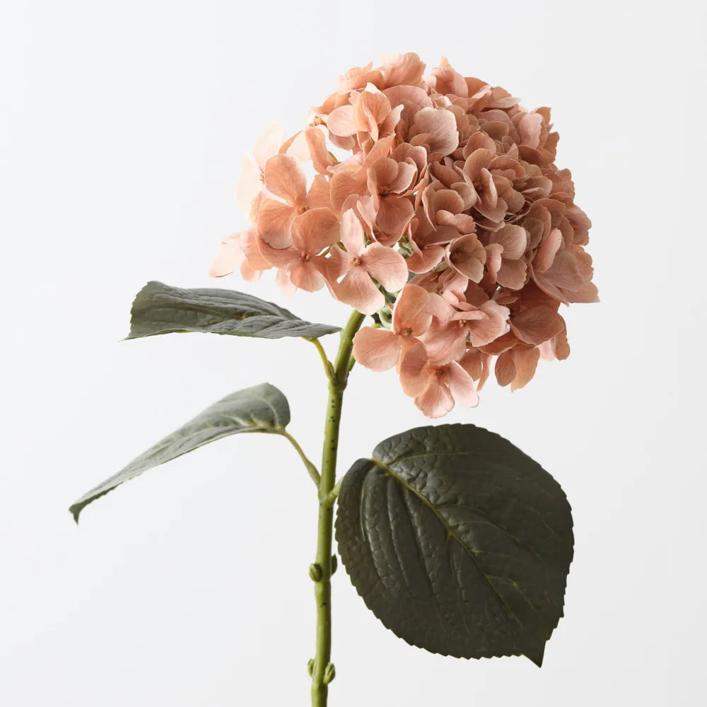 Hydrangea Coffee Cream