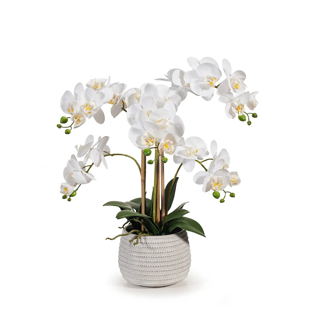 Orchid in Pot