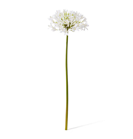 Agapanthus Stem White